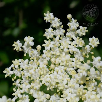 Holunderblüte © S. Dorner, www.natureandclick.com