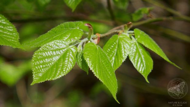 Lindenblätter © S. Dorner, www.natureandclick.com