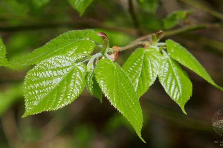 Lindenblätter © S. Dorner, www.natureandclick.com