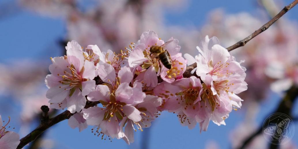 Mandelblüte © S. Dorner, www.natureandclick.com