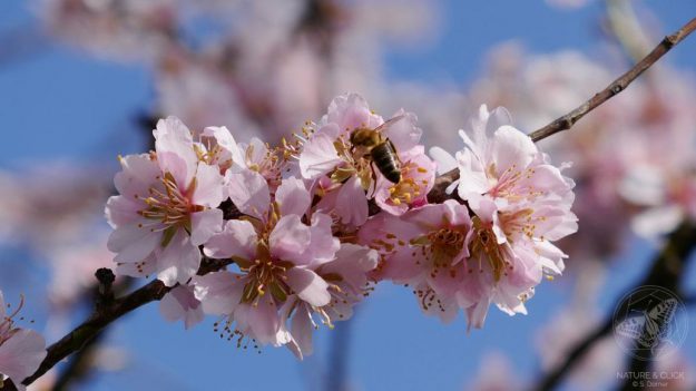 Mandelblüte © S. Dorner, www.natureandclick.com