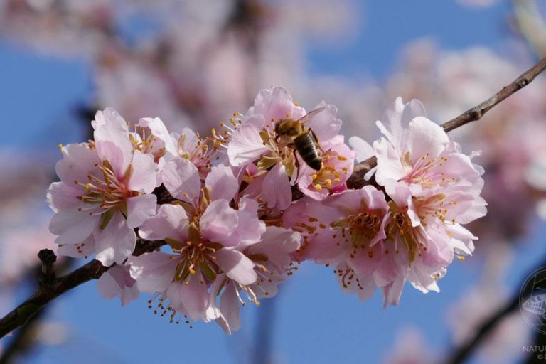 Mandelblüte © S. Dorner, www.natureandclick.com