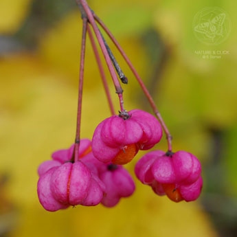 Pfaffenhuetchen © S. Dorner, www.natureandclick.com