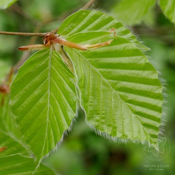 Rotbuchenblätter © S. Dorner, www.natureandclick.com