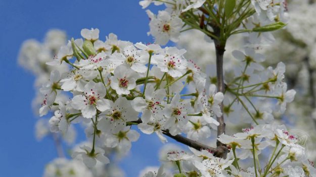 Birnenblüte © S. Dorner, www.natureandclick.com