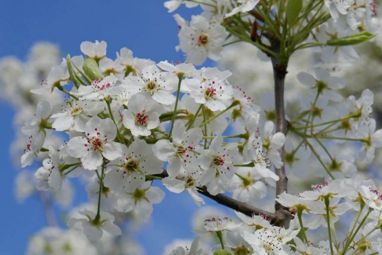Birnenblüte © S. Dorner, www.natureandclick.com