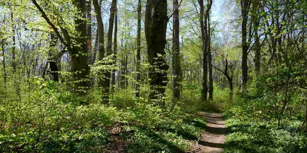 Buchenwald © S. Dorner, www.natureandclick.com