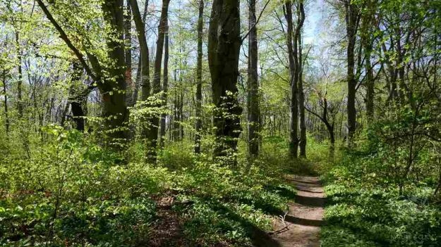 Buchenwald © S. Dorner, www.natureandclick.com
