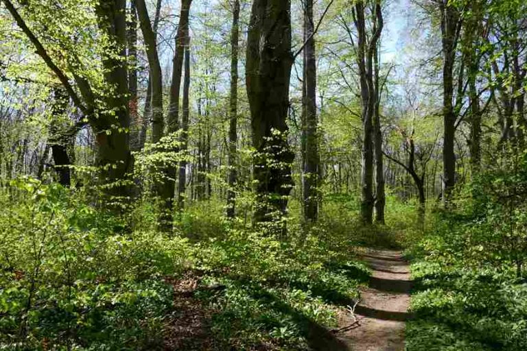 Buchenwald © S. Dorner, www.natureandclick.com