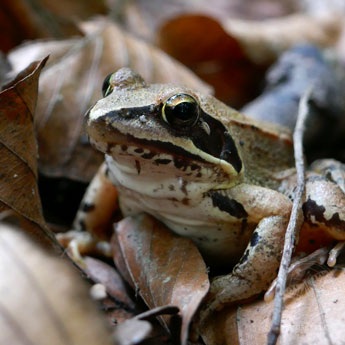 Springfrosch © S. Dorner, www.natureandclick.com