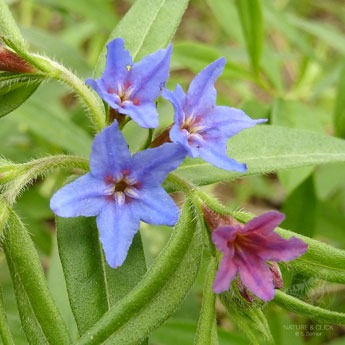 Purpurblaue Steinsame © S. Dorner, www.natureandclick.com