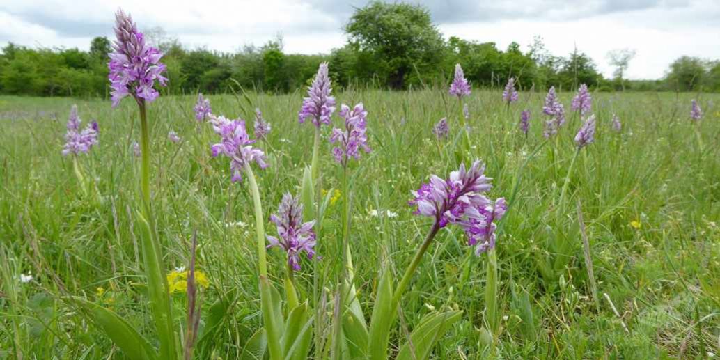 Helmknabenkraut © S. Dorner, www.natureandclick.com