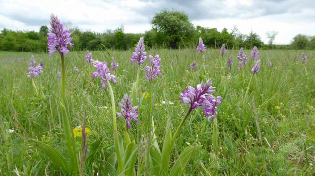 Helmknabenkraut © S. Dorner, www.natureandclick.com