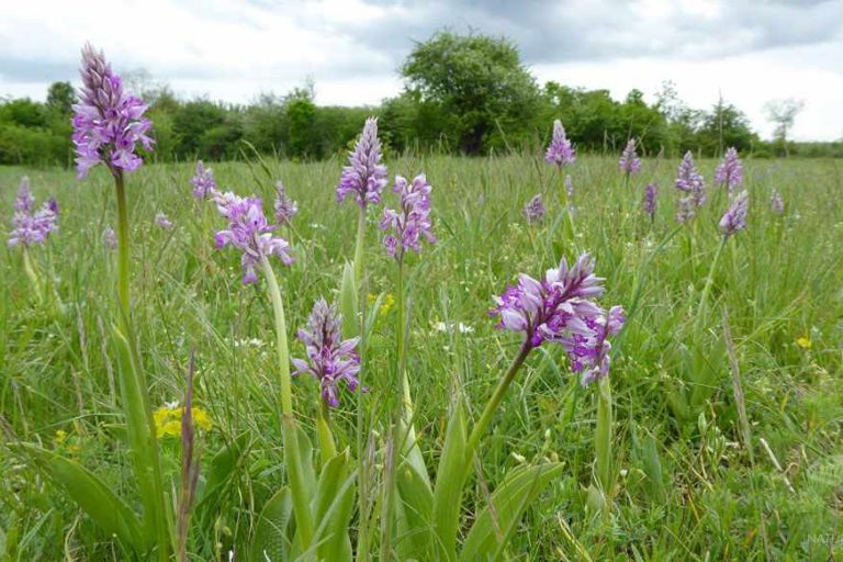 Helmknabenkraut © S. Dorner, www.natureandclick.com
