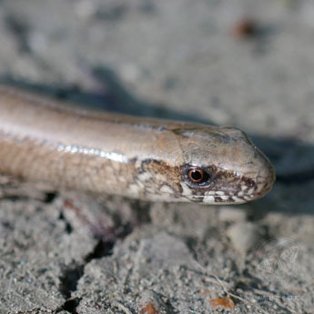 Blindschleiche © S. Dorner - www.natureandclick.com