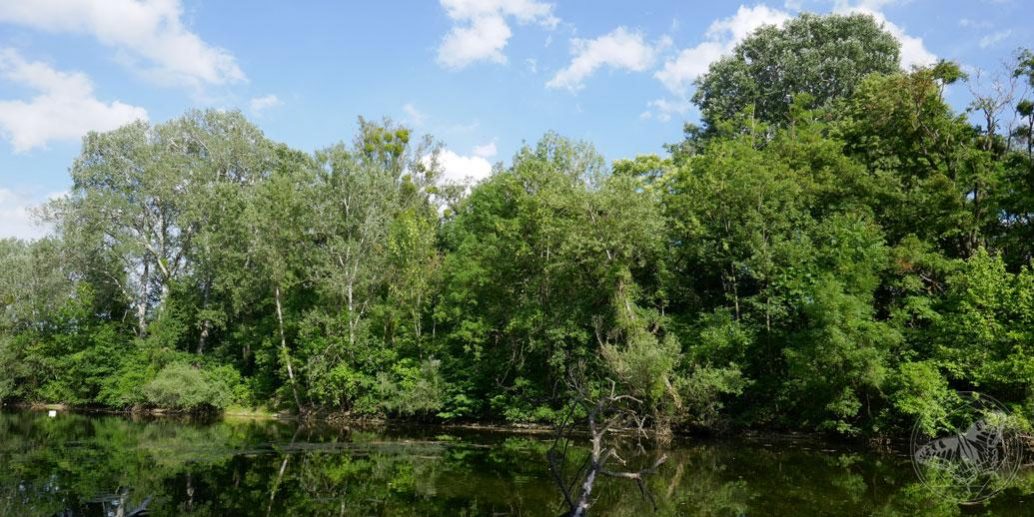 Auwald © S. Dorner / www.natureandclick.com