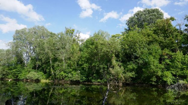 Auwald © S. Dorner / www.natureandclick.com