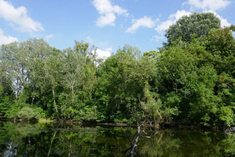 Auwald © S. Dorner / www.natureandclick.com