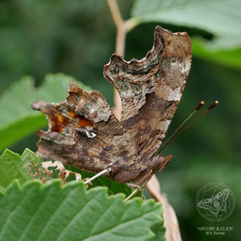 C-Falter © S. Dorner / www.natureandclick.com