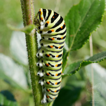 Raupe vom Schwalbenschwanz © S. Dorner - www.natureandclick.com