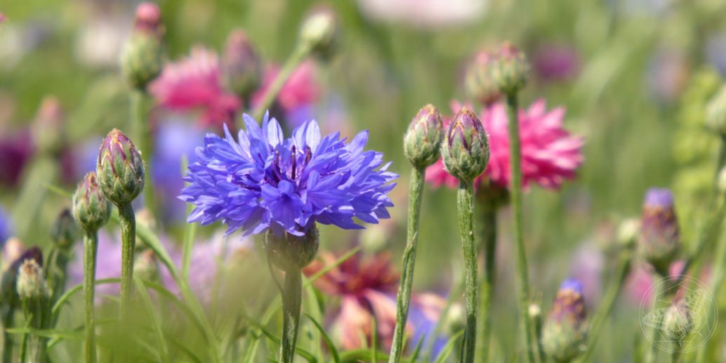 Sommerwiese © S. Dorner – www.natureandclick.com Sommerwiese © S. Dorner - www.natureandclick.com