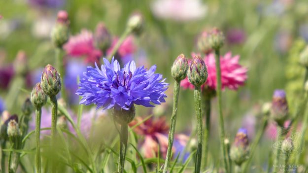 Sommerwiese © S. Dorner – www.natureandclick.com Sommerwiese © S. Dorner - www.natureandclick.com