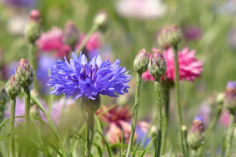 Sommerwiese © S. Dorner - www.natureandclick.com