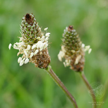 Spitzwegerich © S. Dorner - www.natureandclick.com