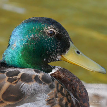 Stockentenerpel © S. Dorner - www.natureandclick.com