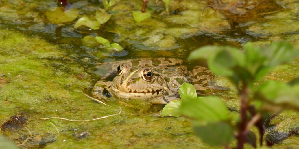 Wasserfrosch © S. Dorner - www.natureandclick.com
