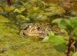 Wasserfrosch © S. Dorner - www.natureandclick.com