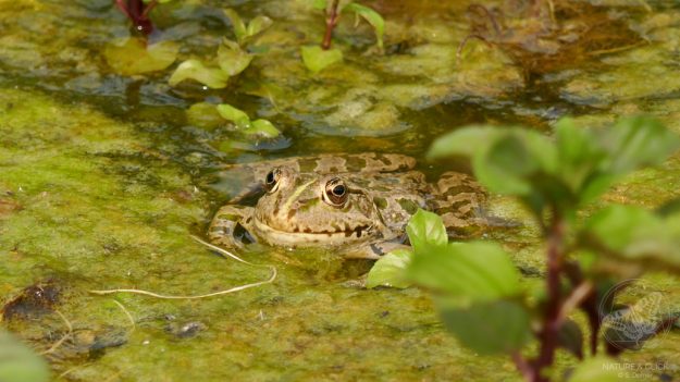 Wasserfrosch © S. Dorner - www.natureandclick.com