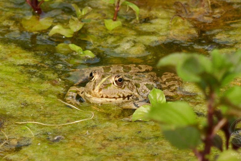 Wasserfrosch © S. Dorner - www.natureandclick.com