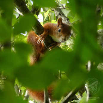 Eichhörnchen © S. Dorner - www.natureandclick.com;