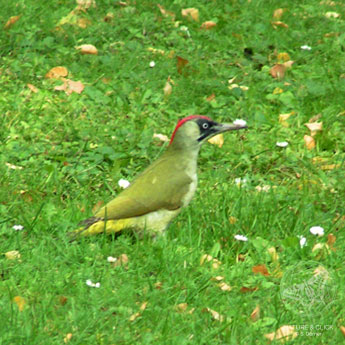 Grünspecht © S. Dorner - www.natureandclick.com;