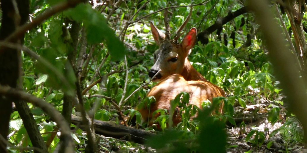 Rehbock © S. Dorner - www.natureandclick.com;