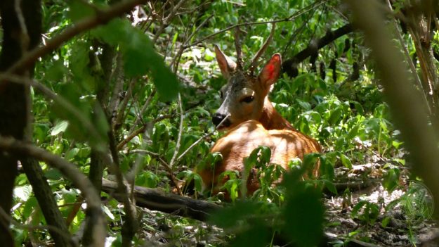 Rehbock © S. Dorner - www.natureandclick.com;