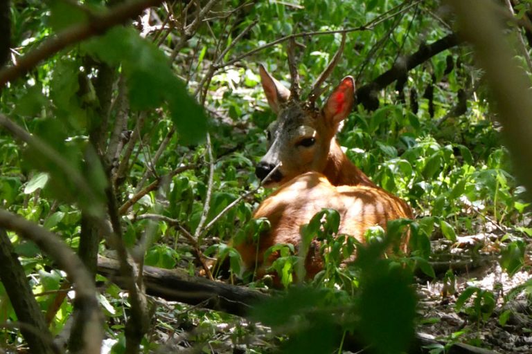 Rehbock © S. Dorner - www.natureandclick.com;