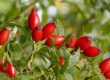Hagebutten © S. Dorner - www.natureandclick.com