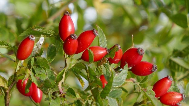 Hagebutten © S. Dorner - www.natureandclick.com