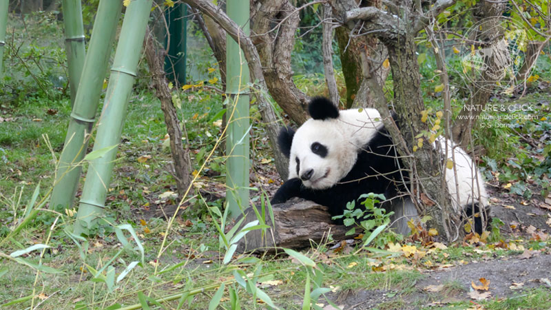 Fotokurse in Wien "Tierfotografie in Schönbrunn" © S. Dorner - www.natureandclick.com