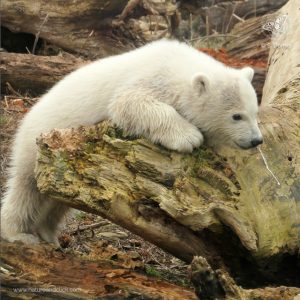 Fotokurse in Wien | Tierfotografie Schönbrunn | Eisbär | © S. Dorner, Nature & Click, www.natureandclick.com