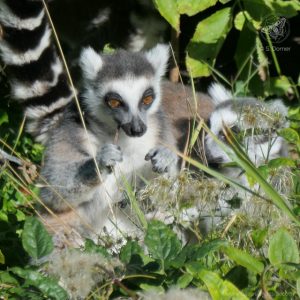 Fotokurse in Wien | Tierfotografie Schönbrunn | Katta | © S. Dorner, Nature & Click, www.natureandclick.com