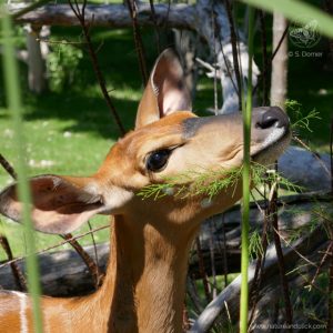 Fotokurse in Wien | Tierfotografie Schönbrunn | Nyala | © S. Dorner, Nature & Click, www.natureandclick.com