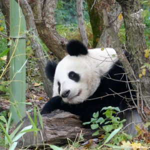 Fotokurse in Wien | Tierfotografie Schönbrunn | Großer Panda | © S. Dorner, Nature & Click, www.natureandclick.com