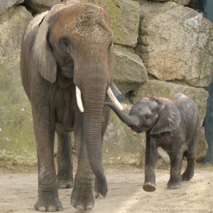 Fotokurse in Wien | Tierfotografie Schönbrunn | Afrikanischer Elefant | © S. Dorner, Nature & Click, www.natureandclick.com