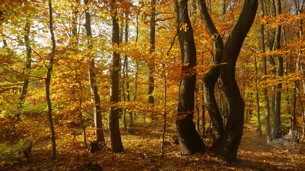 Fotografieren im Wald