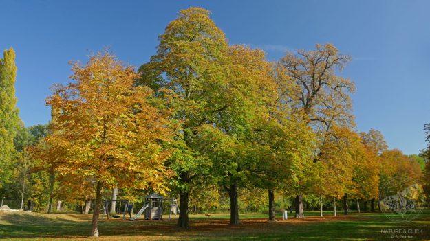 Fotokurse-Wiener-Prater-im-Herbst-©-natureandclick