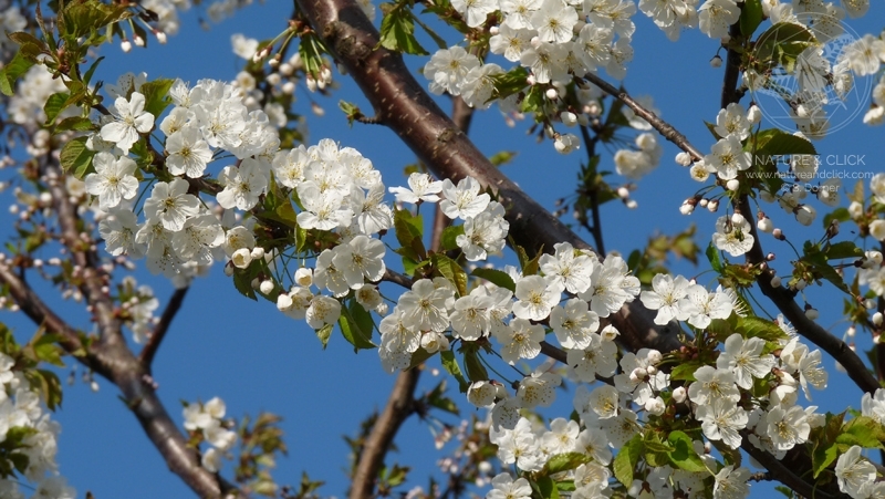 Frühblüher