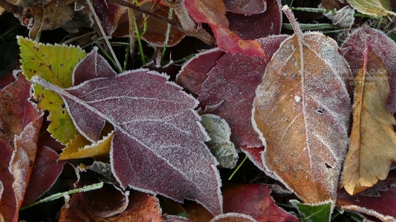 Herbstblätter